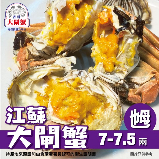 大閘蟹｜蟹乸｜7-7.5兩｜中國江蘇｜香港大閘蟹